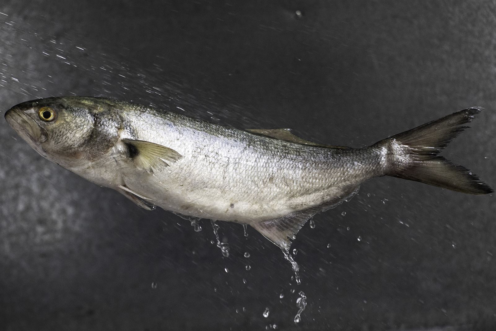 Pescado fresco recién lavado